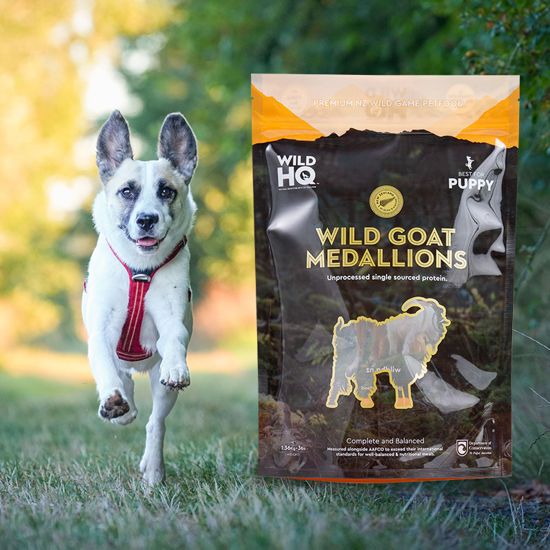 Pencetakan Digital Ramah Lingkungan Warna-warni-Tas Kopi Kantong Rendah